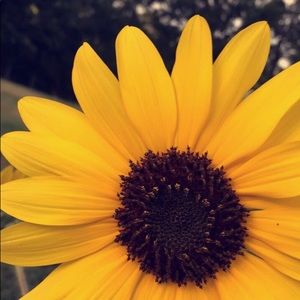 Meet your Posher, Paige